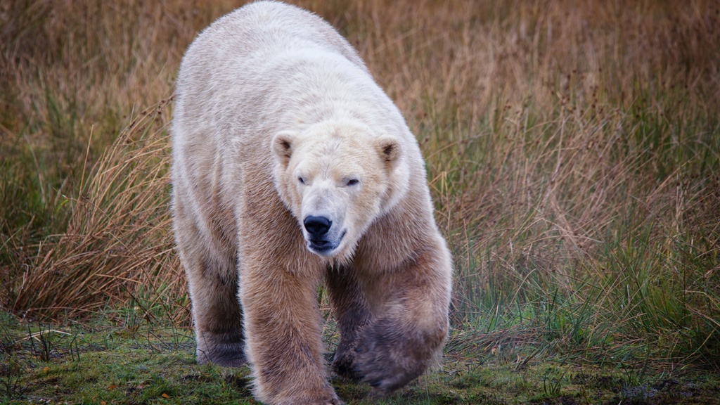 Highland Wildlife Park Polar bear wandering through the grass