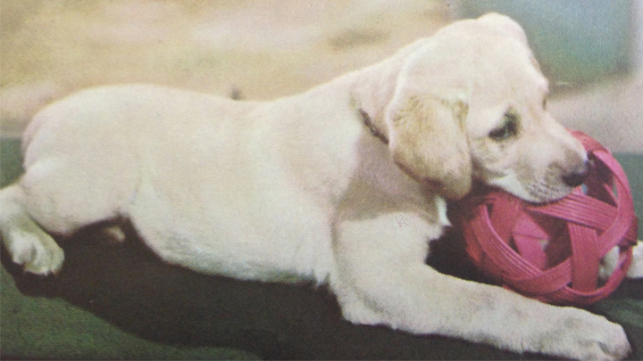 Honey - First Blue Peter Guide Dog Honey chewing a toy
