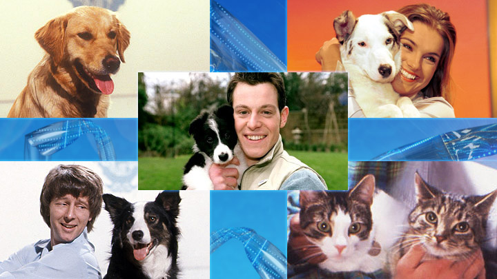 Past pets Goldie, mable, shep, meg, kari and oke