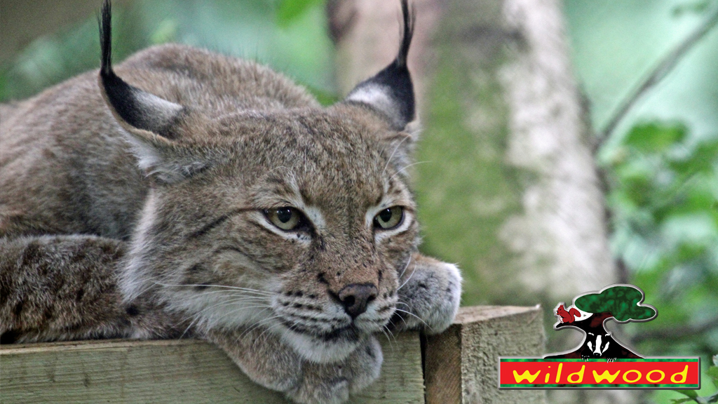 Wildwood Trust A big cat lounging on a tree branch