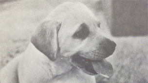 Honey as a puppy