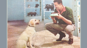 Honey being taught to 'sit'