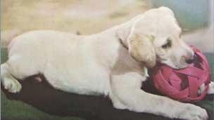 Honey chewing her toy