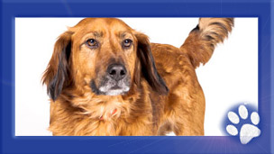 Barney the Dog