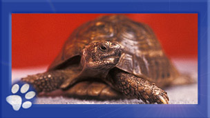 George the tortoise