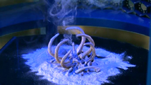 The remains of Squiggley once Nekross extracted his Magic.