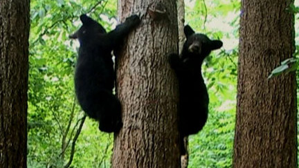 Andy's Wild Adventures - CBeebies - BBC