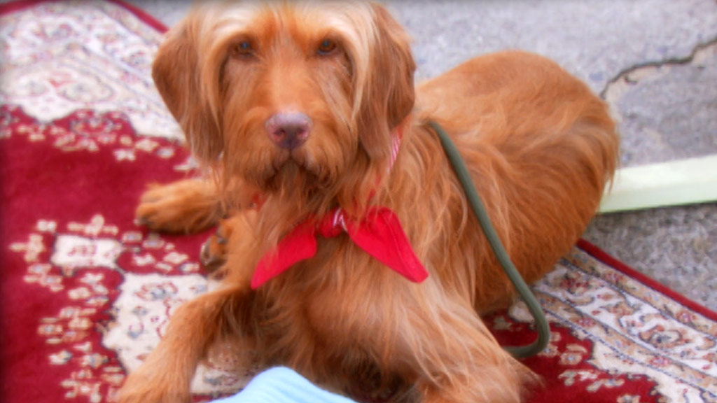 Old Jack's Boat CBeebies BBC