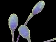 Kamming ayolning porno surati