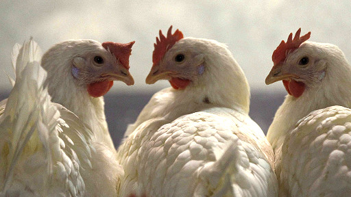 Jinsiy aloqa paytida qinim yopildi.