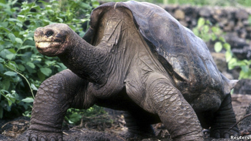 Kokrak uchlari chiqadigan porno tomosha qiling