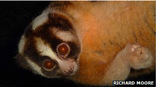mordedura de loris perezoso