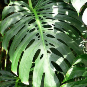 philodendron red anderson vs white knight 4