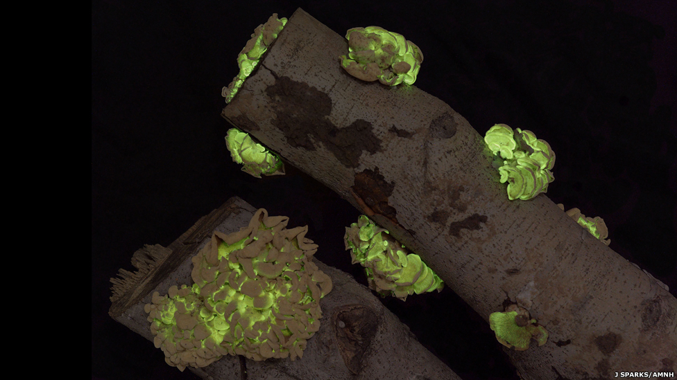 Rahyndee Jeyms bakalavr ziyofatida porno hd