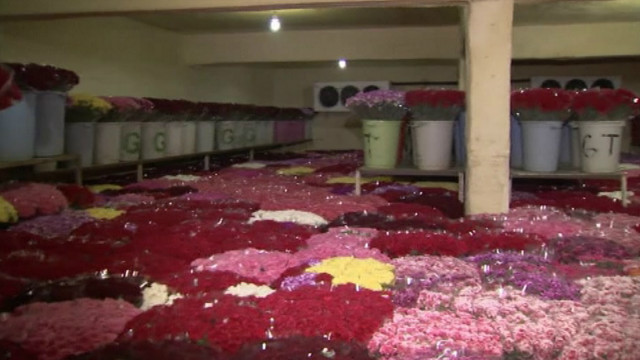 Ikkita xo‘roz bir qo‘li bilan siltanib ketdi