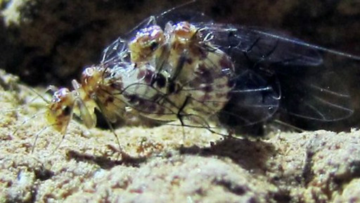 Dik va mushuk suratlari Qiziq qaynona