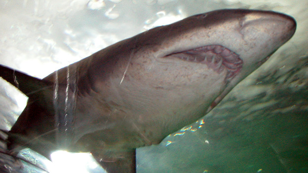 Loan shark 放高利贷者- BBC 英伦网