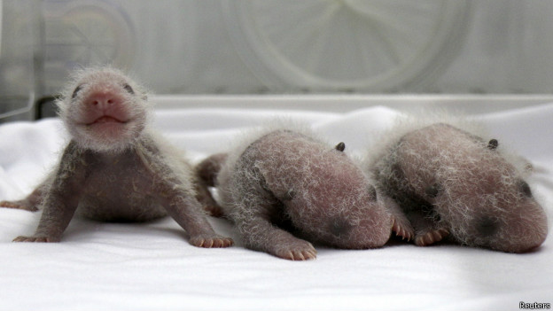 140812133500_china_panda_triplet_624x351_reuters.jpg