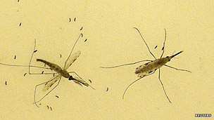Mosquitos transmisores de la malaria