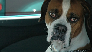 140813084601_exec_dog_in_the_car_304x171