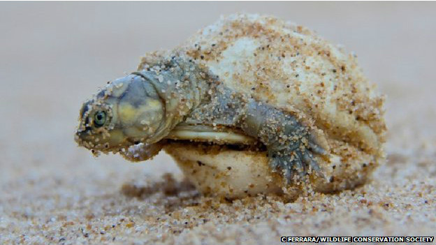 Tortuga recién nacido saliendo del huevo