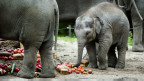 Elefante | AFP