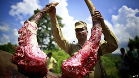 Homem segura presas de elefante | AFP