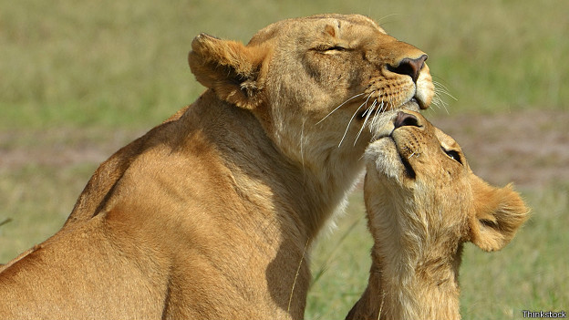 http://a.files.bbci.co.uk/worldservice/live/assets/images/2014/08/19/140819105450_infection_mother_lion_cub_624x351_thinkstock.jpg