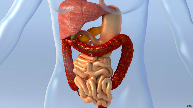 Impresión artística del sistema digestivo