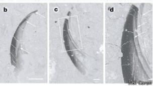 Detalle de las zarpas de Hallucigenia