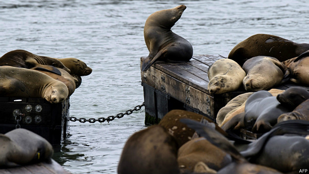 Focas en San Francisco