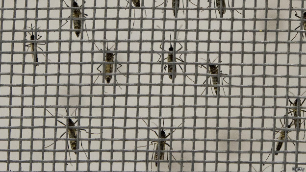 Mosquitos