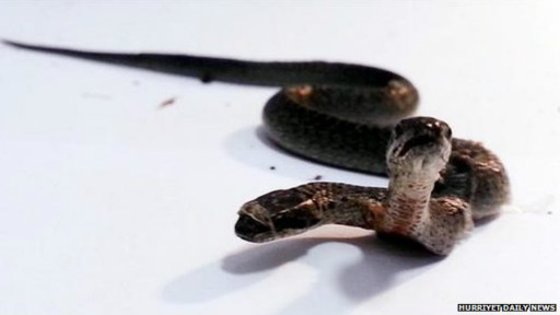 Fantaziya seks rasmlar Tombul qizlar bilan anal porno