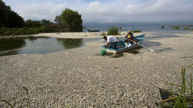 Peces muertos en la laguna de Cajititlán