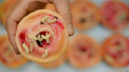 maggot