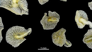 Странные подводные существа