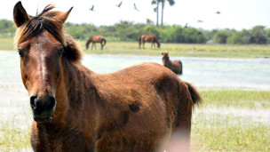 140909154316_lanka_horse__304x171_bbc_no