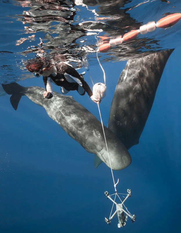 本抹香鯨　パイプ2本　98g/9・8.5㎝　東Y8-0123☆2F 140921121246_whalesequipmentpe