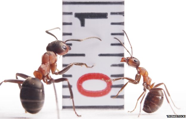 Hormigas