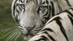 Tigre blanco (foto de archivo)