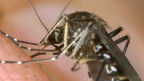 nyamuk, demam berdarah, indonesia, brasil, Aedes Aegypti 