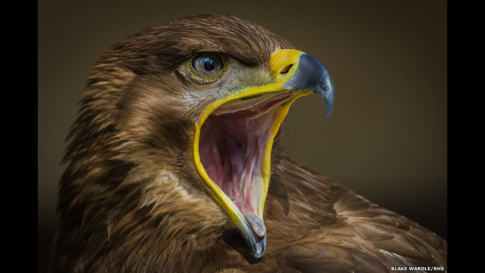 Nyusha va qora odam porno