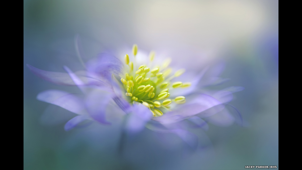 Yomgirli palto kiygan ayol jinsiy aloqa qilmoqda