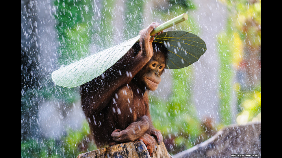 Nikopolda jinsiy aloqa