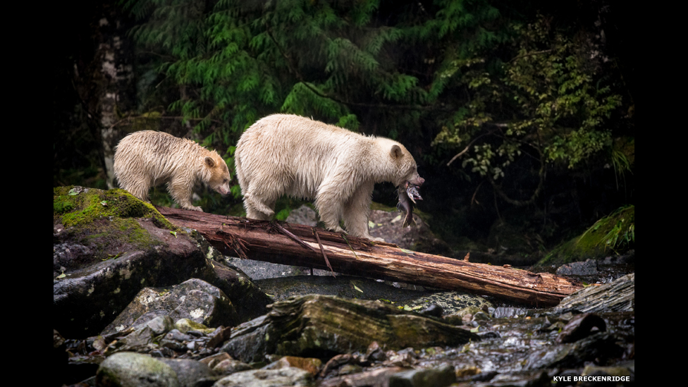 Dost deb nomlangan xotini bilan porno