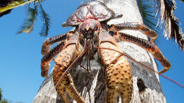 O Caranguejo Gigante Do Coco