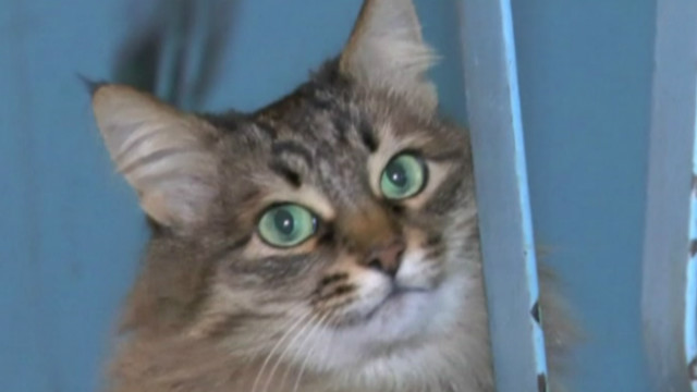 Novokuybyshevskdagi juda jozibali qizlar Ehtiros va qamoqxona porno filmini tomosha qiling