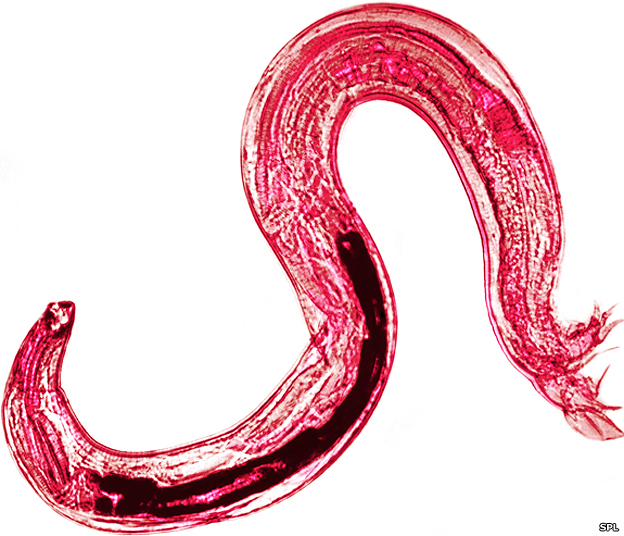 Hookworm