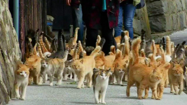 japonya nin kedi adasi nda 22 insan 120 den fazla kedi yasiyor bbc news turkce