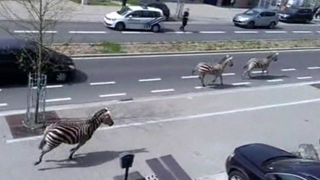 150418044350_sp_cebras_640x360_nocredit_